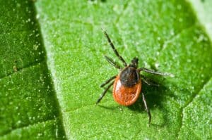 Alerta por la Enfermedad de Lyme: ¿Qué es, cómo se manifiesta y qué riesgo hay en México?