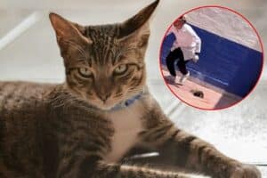 Estudiantes en Pénjamo explotan a gato con pirotecnia como ‘práctica’: Fiscalía de Guanajuato ya investiga