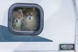 Las mascotas abandonadas por los migrantes deportados agravan la crisis de los refugios animales en EE.UU.