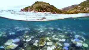 El nivel del mar en el Índico central comenzó a subir antes de lo estimado, advierte estudio