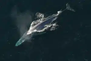 Los 3 animales más ruidosos del mundo: emiten sonidos más fuertes que los motores de aviones y conciertos de rock
