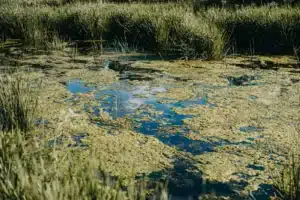 Conexión peligrosa: cómo las bacterias carnívoras se ven impulsadas por el cambio climático