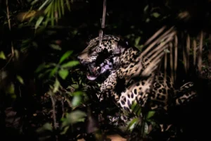 Para salvar a los jaguares, actúa como un jaguar