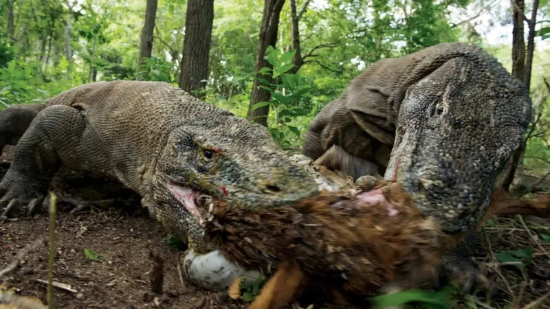 nationalgeographic1758361