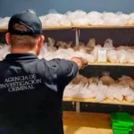 Aseguran-narcolaboratorio-en-Culiacan-y-golpean-al-crimen-por-1511-mdp