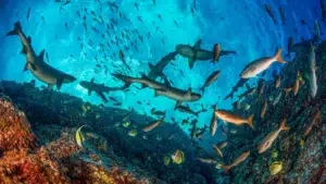 Los tiburones prosperan en algunos parques marinos del Pacífico latinoamericano, pero no en otros. ¿Por qué?