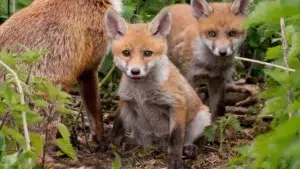 Zorros “amigables” se vuelven virales en redes: esto dice la ciencia sobre su domesticación