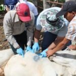 Gobierno de San Luis Potosí refuerza prevención contra gusano barrenador gusano barrenador en huasteca potosina