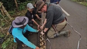 Identifican a la serpiente salvaje más larga de todo el mundo en Indonesia: se llama Ibu Baron