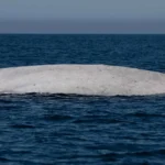 Captan rara ballena azul albina en Baja California Sur-1