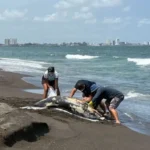 Derrame-en-Veracruz-investigan-causas-con-grupo-especial-federal