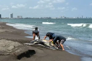 Derrame en Veracruz: investigan causas con grupo especial federal