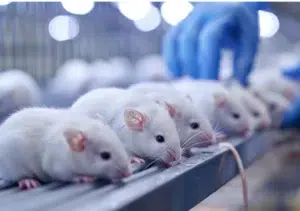 Clonar no es tan seguro: el hallazgo que preocupa a la comunidad científica