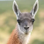 guanaco-santiago-cicotti-web_1