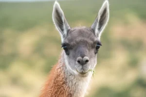 Un pariente del camello en Sudamérica: cuatro datos sobre el guanaco, un animal ancestral de la Patagonia