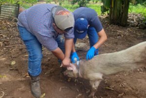 Advierten aumento del gusano barrenador con la llegada de la primavera