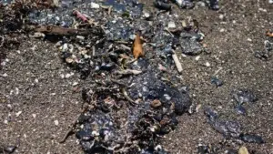 Marina: Fueron recolectadas 31 toneladas de “material contaminante” tras derrame de hidrocarburos