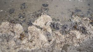 Derrame de hidrocarburos en el Golfo: Gobierno señala a buque y chapopoteras naturales