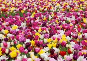 1.5 millones de tulipanes invaden Londres: el festival que no te puedes perder en 2026