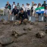 Después de 175 años, las tortugas gigantes de Galápagos regresan a casa, al archipiélago donde estuvo Darwin tortugas
