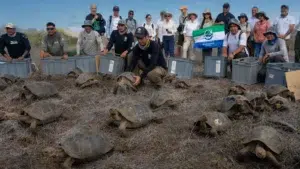 Después de 175 años, las tortugas gigantes de Galápagos regresan a casa, al archipiélago donde estuvo Darwin