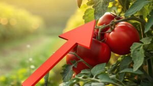 ¿Por qué el precio del jitomate se disparó en un año? Las claves para entender el aumento