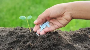 Crisis de fertilizantes eleva precios y pone en riesgo alimentos en México