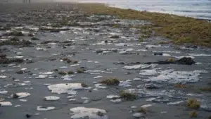 900 kilómetros de derrame en el litoral, afectan el Golfo de México alertan organizaciones