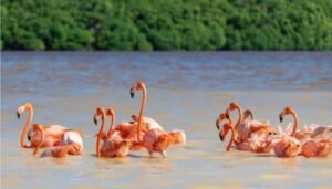 ¡Yucatán se pinta de rosa! Con el arribo masivo de flamingos que transforma el paisaje del Sisal