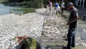 Miles de peces muertos al sur de Tamaulipas y norte de Veracruz, la CONAGUA revela la causa real