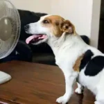 Perro