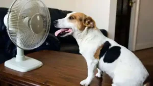 Calor extremo pone en riesgo a mascotas: así las proteges