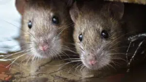 ¿Qué son los hantavirus y cómo se propagan?