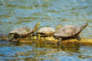Tortugas, caimanes y aves rapaces reciben atención veterinaria en parques Tangamanga