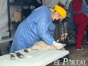 Secretaría Estatal de Salud Amplía jornada de esterilización y vacunación para perros y gatos en SLP
