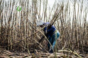 Caña en la Huasteca al borde del colapso: podría desaparecer en 10 años por jarabe importado