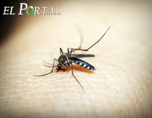 Reportan 45 casos de dengue en SLP en 2026; Ébano concentra casi la mitad de contagios