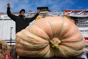 Calabazas gigantes sorprenden en California en busca de romper el récord mundial