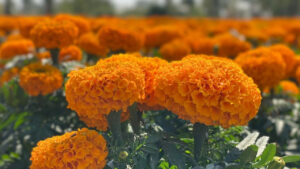 Flor de cempasúchil: el símbolo que guía a las almas en el altar de muertos