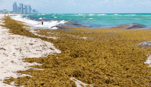 Cancún busca transformar el sargazo en oportunidades de inversión y desarrollo